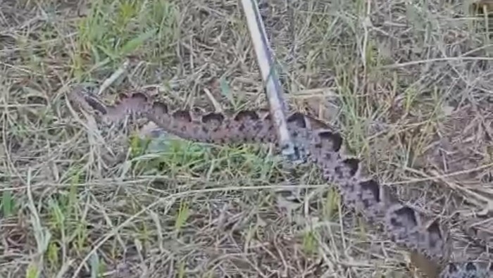 Ular viper yang menggigit Suradi berhasil diamankan Damkar Satpol PP Brebes
