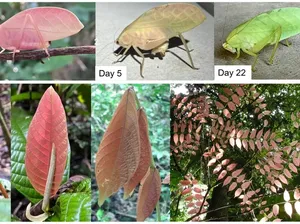 Belalang Daun Berubah Warna dari Merah Muda ke Hijau, Ini Penampakannya