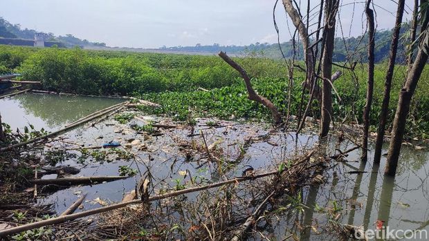 Eceng gondok di Bendungan Leuwikeris, Ciamis