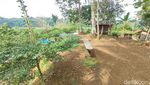 Potret Waduk Bendungan Leuwikeris di Ciamis yang Diselimuti Eceng Gondok