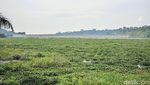 Potret Waduk Bendungan Leuwikeris di Ciamis yang Diselimuti Eceng Gondok