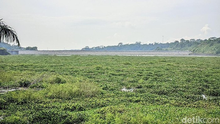 Eceng gondok di Bendungan Leuwikeris, Ciamis