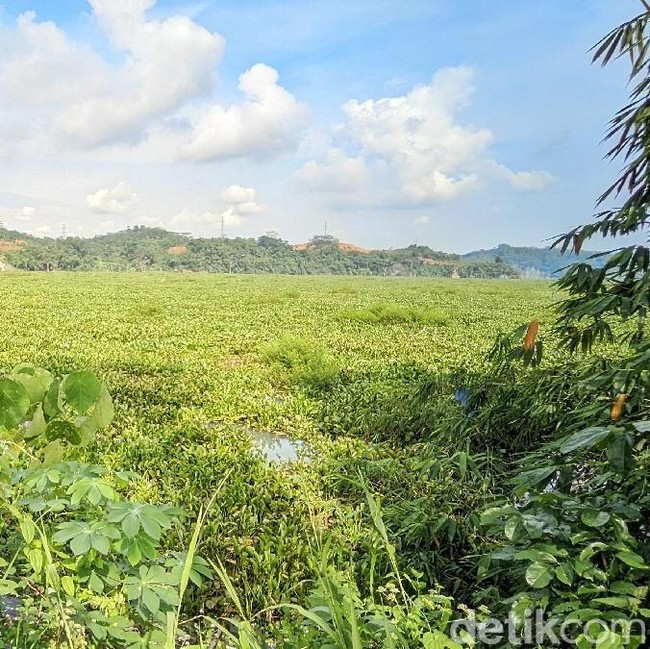 Potret Waduk Bendungan Leuwikeris di Ciamis yang Diselimuti Eceng Gondok