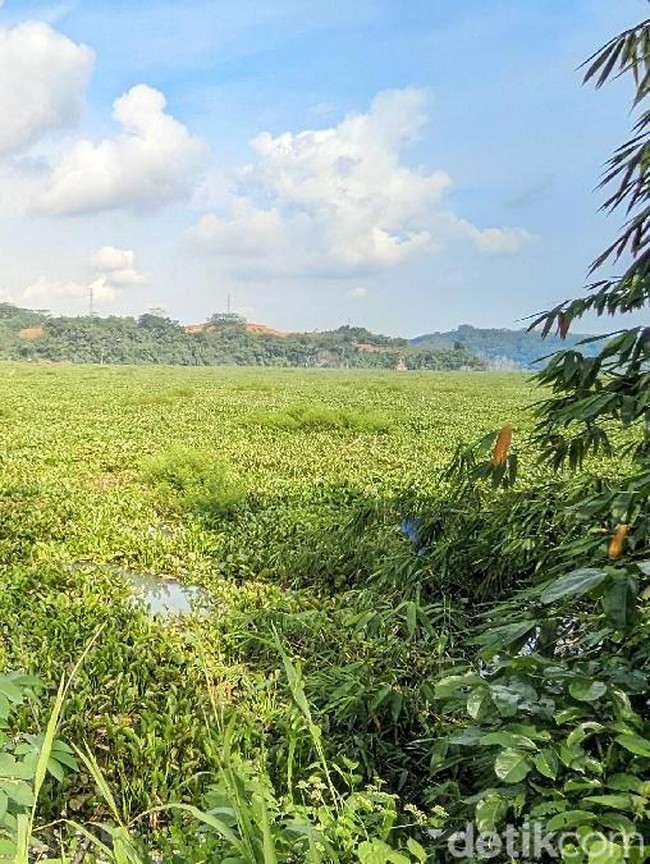 Potret Waduk Bendungan Leuwikeris di Ciamis yang Diselimuti Eceng Gondok