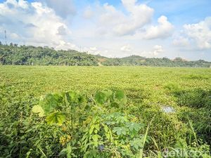 Potret Waduk Bendungan Leuwikeris di Ciamis yang Diselimuti Eceng Gondok