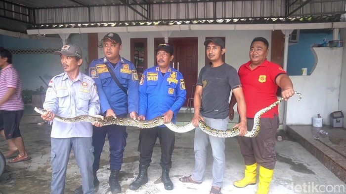 Proses evakuasi ular piton 3,5 meter dari plafon rumah warga Desa Pasuruan Kidul, Jati, Kudus, Rabu (22/4/2026).