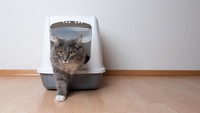 Bandara Punya Bangunan Ruangan Khusus untuk Kucing Liar, Dipuji Netizen