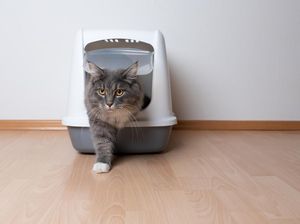 Bandara Punya Bangunan Ruangan Khusus untuk Kucing Liar, Dipuji Netizen