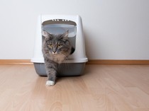 Bandara Punya Bangunan Ruangan Khusus untuk Kucing Liar, Dipuji Netizen