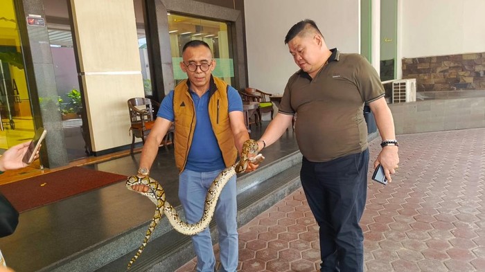 Kemunculan ular sanca di salah satu hotel di Palembang