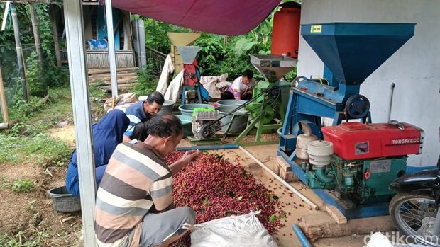 Kopi Karangsari Kuningan