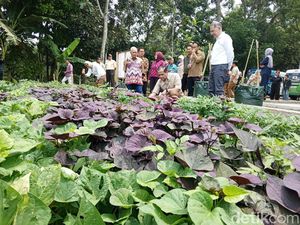 Kementrans Gandeng Unpad, Ubi Jalar Dibidik Masuk Pasar Global