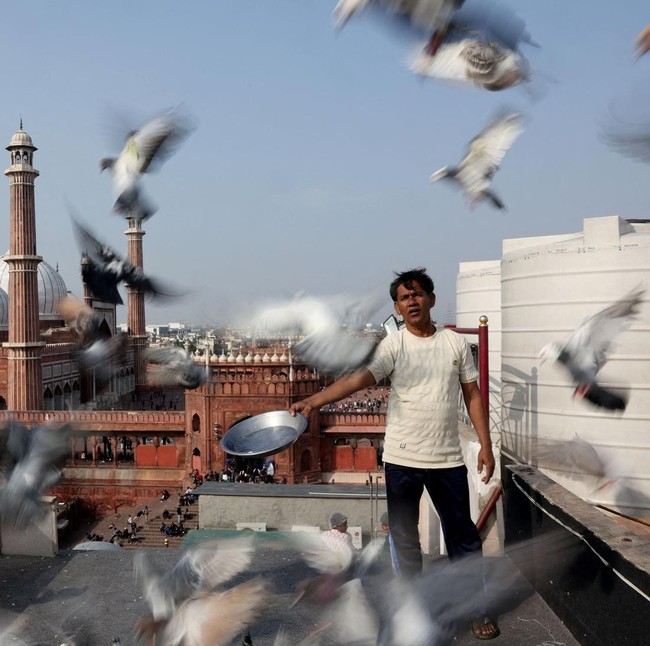 Merpati dan Tradisi Ratusan Tahun yang Bertahan di New Delhi