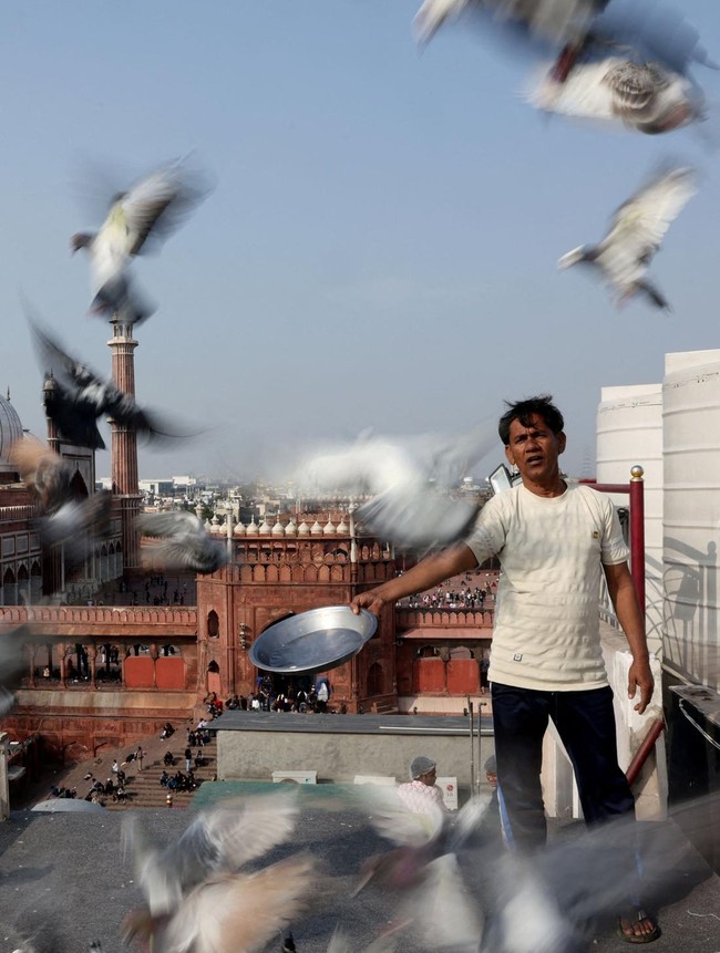 Merpati dan Tradisi Ratusan Tahun yang Bertahan di New Delhi