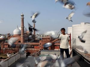 Merpati dan Tradisi Ratusan Tahun yang Bertahan di New Delhi