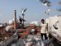 Merpati dan Tradisi Ratusan Tahun yang Bertahan di New Delhi