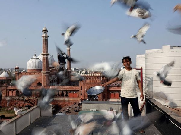 Merpati dan Tradisi Ratusan Tahun yang Bertahan di New Delhi