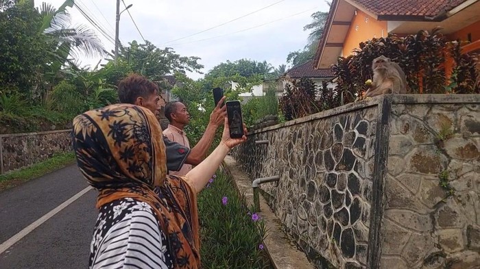 Monyet berkeliaran di permukiman warga.