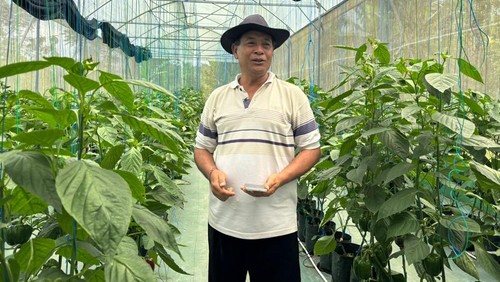 Petani paprika organik Made Sandi di kebunnya, Tabanan, Bali, beberapa waktu lalu.