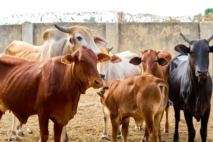 Sapi sebagai Hewan Kurban