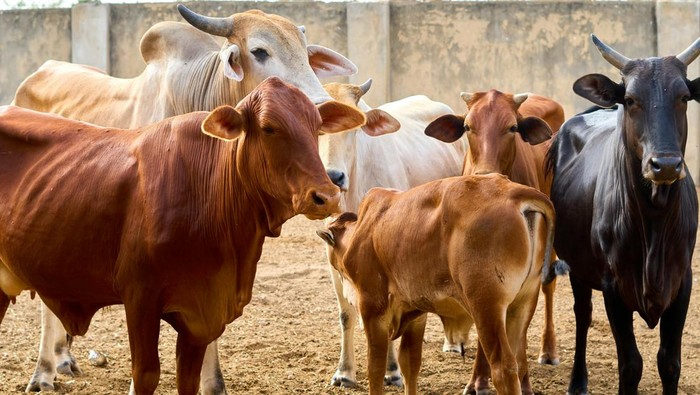Sapi sebagai Hewan Kurban