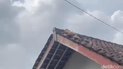 Video bocah memanjat genteng rumah viral di media sosial (medos).