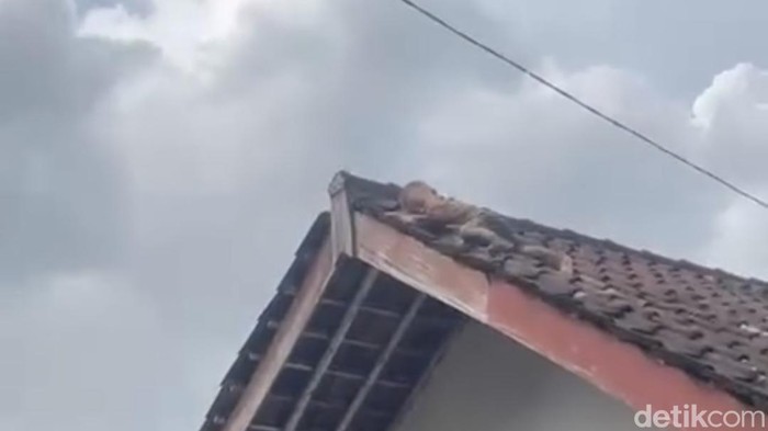 Video bocah memanjat genteng rumah viral di media sosial (medos).