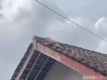 Bikin Panik! Bocah 2 Tahun di Lombok Kepergok Merayap di Genteng