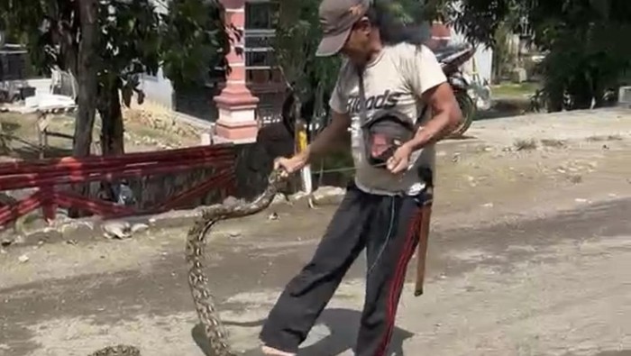 Warga tangkap ular piton di Lamuru, Bone.
