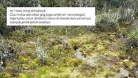 Selama 3 hari Wendy minum air hujan dan air rawa sampai bertemu sungai untuk minum. Inilah rawa yang airnya dipakai Wendy untuk minum. Cuci muka dan sikat gigi juga ambil air rawa begini, tapi kalau untuk diminum, harus dimasak dulu ya airnya banyak jentik soalnya, jelasnya. Foto: Instagram @wendywalters