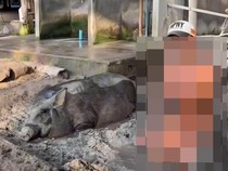 Viral Cewek Bule Pakai Bikini Mandi Lumpur Bareng Babi di Bali