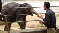 Di alam liar, populasi gajah Asia diperkirakan hanya sekitar 30.000–50.000 ekor, menjadikan setiap kelahiran seperti Linh Mai sangat krusial. REUTERS/Kevin Lamarque