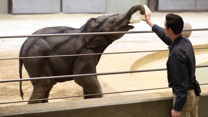 Debut di Hari Bumi, Linh Mai, bayi gajah Asia langka jadi sorotan sekaligus pengingat bahwa populasinya di alam liar kian menipis. REUTERS/Kevin Lamarque