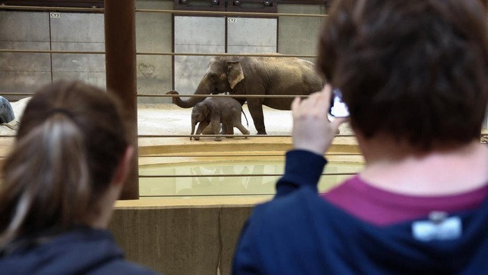 Debut di Hari Bumi, Linh Mai, bayi gajah Asia langka jadi sorotan sekaligus pengingat bahwa populasinya di alam liar kian menipis. REUTERS/Kevin Lamarque