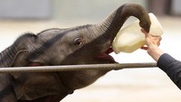Linh Mai menikmati susu botol saat debut publiknya di Smithsonian National Zoo, Washington, yang dipilih bertepatan dengan Earth Day. REUTERS/Kevin Lamarque