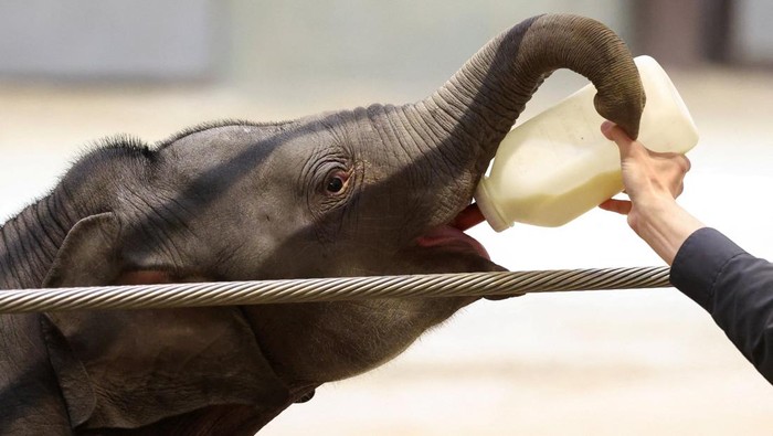 Debut di Hari Bumi, Linh Mai, bayi gajah Asia langka jadi sorotan sekaligus pengingat bahwa populasinya di alam liar kian menipis. REUTERS/Kevin Lamarque