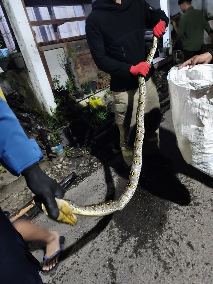 Evakuasi ular piton di Jember