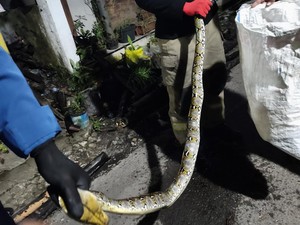 Hiii! Piton 2,5 Meter tetiba Muncul dari Tumpukan Bambu di Jember