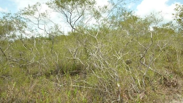 Fungsi Hutan Kerangas, Hutan Tanah Asam di Kalimantan Barat