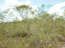 Fungsi Hutan Kerangas, Hutan Tanah Asam di Kalimantan Barat