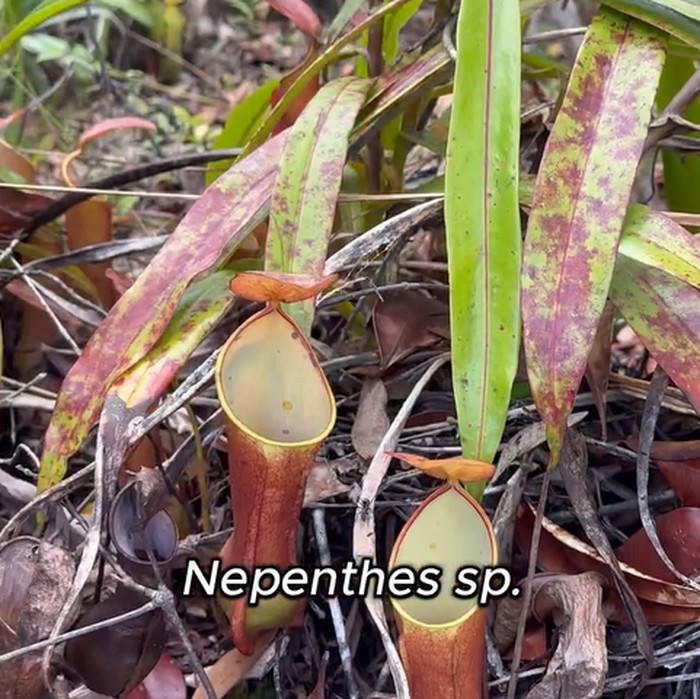 Kantong semar (Nepenthes sp.)