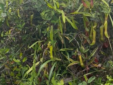 Kantong semar (Nepenthes sp.)