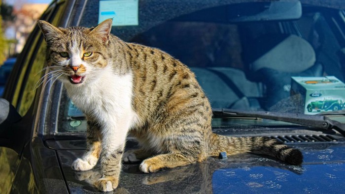 5 Cara Mencegah Kucing Naik Mobil yang Mudah dan Efektif, Bisa Pakai Cabai!