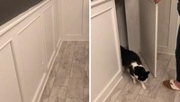 Dinding ini bisa dibuka tutup. Jadi ada ruang buat kucing main deh. Foto: Bored Panda