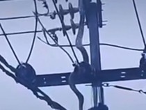 Ular Sanca 2,5 Meter Nyangkut di Tiang Listrik Lalu Kesetrum di Cimahi