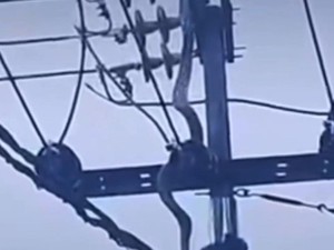Ular Sanca 2,5 Meter Nyangkut di Tiang Listrik Lalu Kesetrum di Cimahi