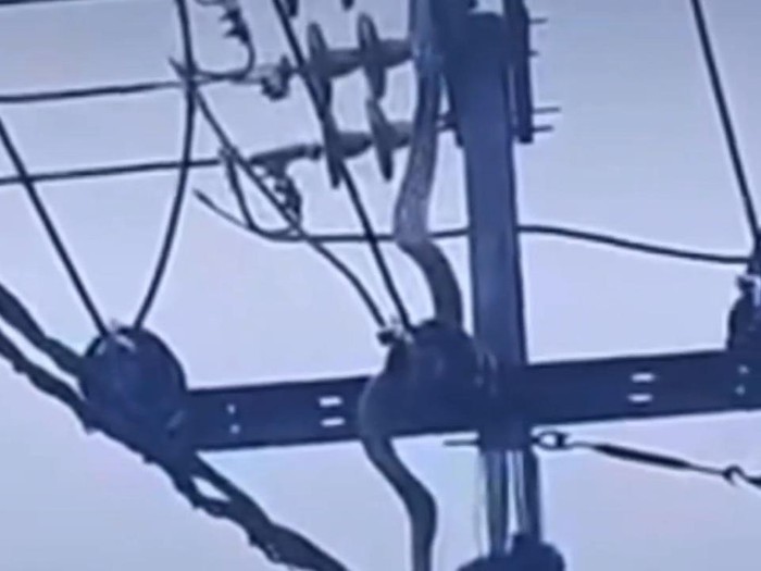 Ular sanca nyangkut di kabel listrik Cimahi