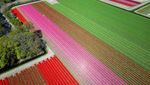Warna-warni Ladang Tulip Hiasi Musim Semi di Lisse