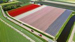 Warna-warni Ladang Tulip Hiasi Musim Semi di Lisse