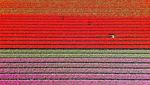 Warna-warni Ladang Tulip Hiasi Musim Semi di Lisse